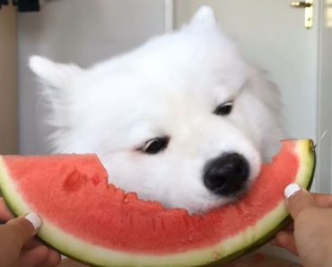 Dog Owners Are Asking Their Pets to Take a Bite of watermelon