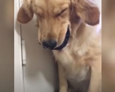 Videos That Prove Golden Retrievers Are the Funniest Dog Breed