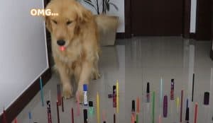 Obstacle Challenge CAT vs DOG - Funny Dog and Cat