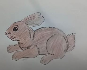 How to Draw a Rabbit step by step - Cute animals Drawing for Beginners