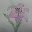 How to draw a lily flower Step by Step - Flower Drawing easy for Beginners