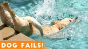 Funniest Dogs Fail Compilation 2021 - Funny Pet Videos