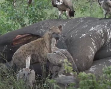 Here's What Happens After an Elephant Dies - Wild Animals
