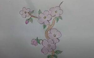 How to draw Cherry Blossoms Step by Step