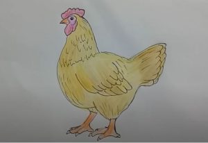 How to draw a Hen Step by Step