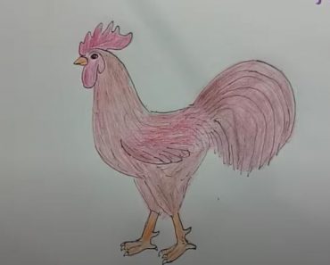 How to draw a rooster step by step - Chicken Drawing easy for beginners