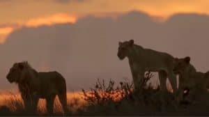 Lion's life in the wild (Nature Documentary)