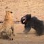 Bear vs. Tiger Fighting - Mother Bear Fights Tiger to Save Her Cub in Dramatic Video