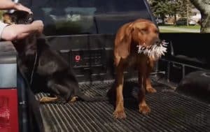 Bloodhounds vs. Porcupine - A fiery confrontation and the end