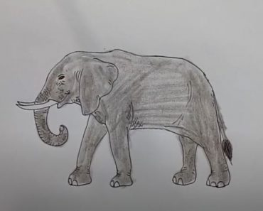 How to draw a Elephant Step by Step