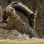 Big Cats vs. Crocodile - Battle of the Wild Rulers