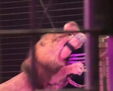Lion Attacks a Circus Trainer in Front of Horrified Audience - Lion attack Human