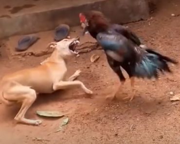 Funny Chicken Fighting Dog Video