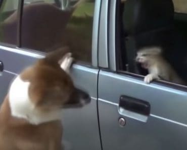 Funny Dog and cat fighting