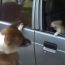 Funny Dog and cat fighting