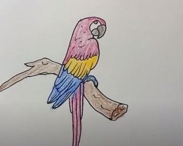 How to Draw a parrot