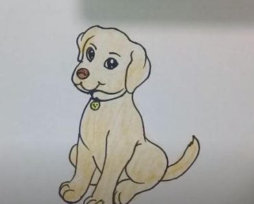 How to draw a Dog