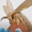 Most Incredible Moth Species