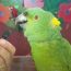 Parrots Smart And Funny Video