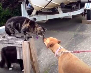 Funny Cat vs Dog Compilation 2021