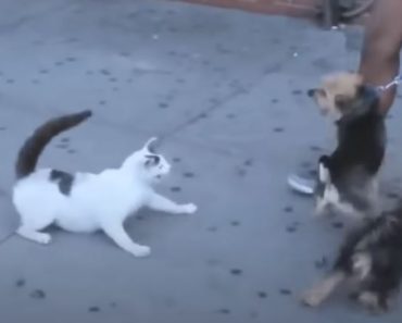 Funny Cats Attack Dogs