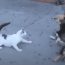Funny Cats Attack Dogs