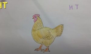 How Draw a Chicken