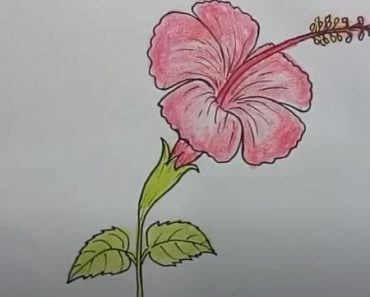How To Draw A Hibiscus Flower