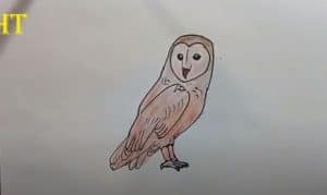 How To Draw Owl Easy Step By Step