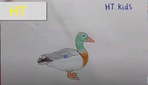 How To Draw a Duck