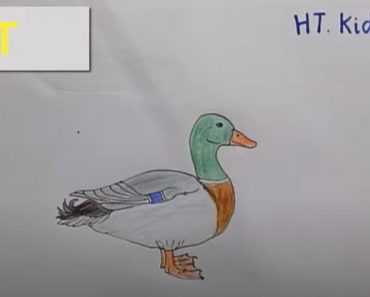 How To Draw a Duck