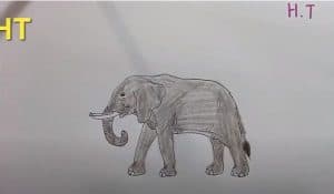 How To Draw a Elephant