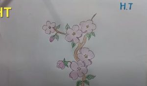 How to Draw Cherry Blossoms 
