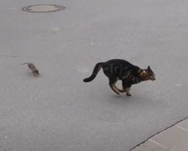 Mouse chasing Cat