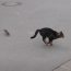 Mouse chasing Cat