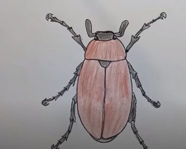 How To Draw A Bug ( Maybug ) - Easy Step By Step