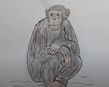 How To Draw A Chimpanzee Easy step by step
