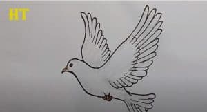 How To Draw A Dove Easy Step By Step