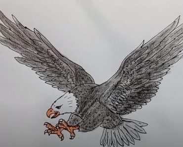 How To Draw A Eagle Easy Step By Step