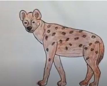 How To Draw A Hyena Easy Step By Step