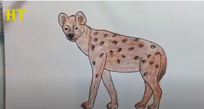 How To Draw A Hyena Easy Step By Step HTFunny