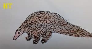 How To Draw A Pangolin Easy Step By Step 