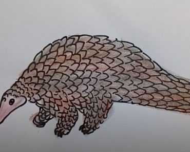 How To Draw A Pangolin Easy Step By Step