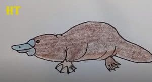 How To Draw A Platypus Easy Steo By Step