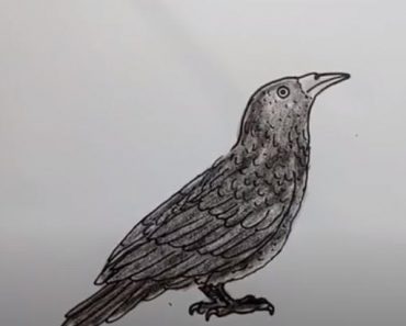 How To Draw A Raven Bird Easy Step By Step