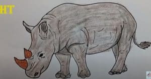 How To Draw A Rhino