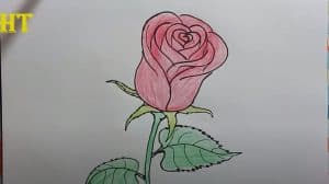 How To Draw A Rose Easy step by step