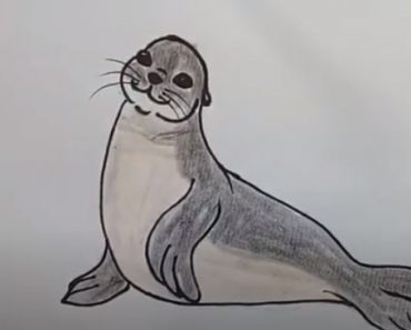 How To Draw A Seal Easy Step By Step