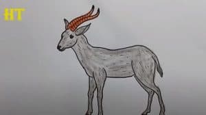 How To Draw An Antelope Easy Step By Step