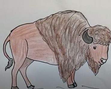 How To Draw Bison (Buffalo) Easy Step By Step